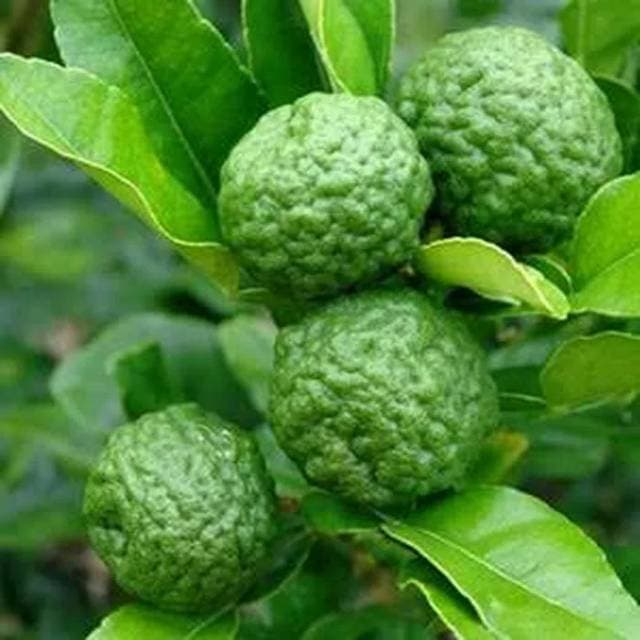 wajib_nyetok_di_rumah_ini_buah_yang_bisa_menurunkan_kolesterol_jahat