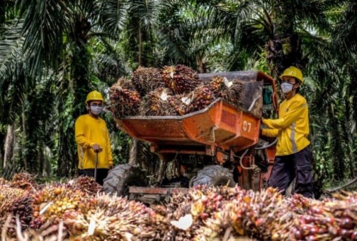 wakil_ketua_dpd_ri_minta_satgas_sawit_tidak_berlakukan_pajak_pada_perkebunan_rakyat