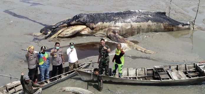 walikota_tanjungbalai_dan_bupati_asahan_tinjau_lokasi_paus_tedampar