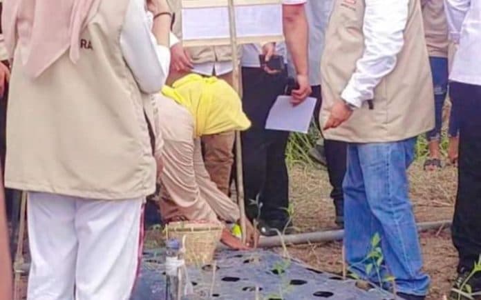 wamentan_targetkan_97000_hektar_lahan_baru_tanaman_padi_di_sumut