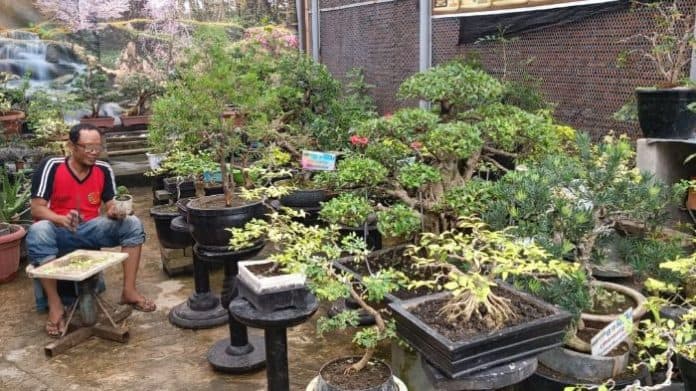 warga_binaan_lapas_tanjung_gusta_medan_budidaya_tanaman_bonsai