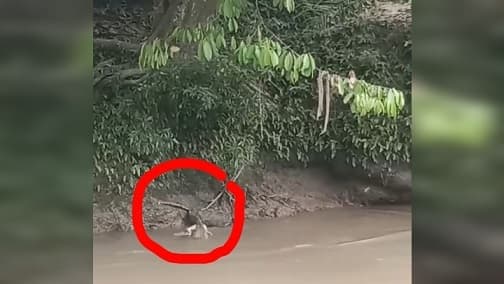 warga_di_asahan_rekam_buaya_lagi_mangsa_monyet_di_sungai_bksda_turun_tangan