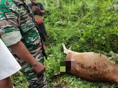 warga_gunung_tua_belum_berani_beraktivitas_di_kebun_pasca_munculnya_harimau_sumatera