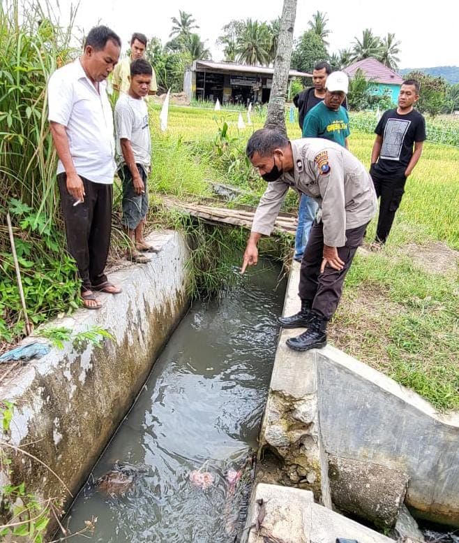 warga_padangsidimpuan_dihebohkan_penemuan_orok_bayi_di_parit_sawah