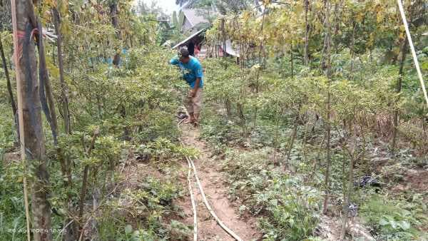 warga_palas_taman_100_batang_pohon_cabai_raup_jutaan_rupiah_per_bulan