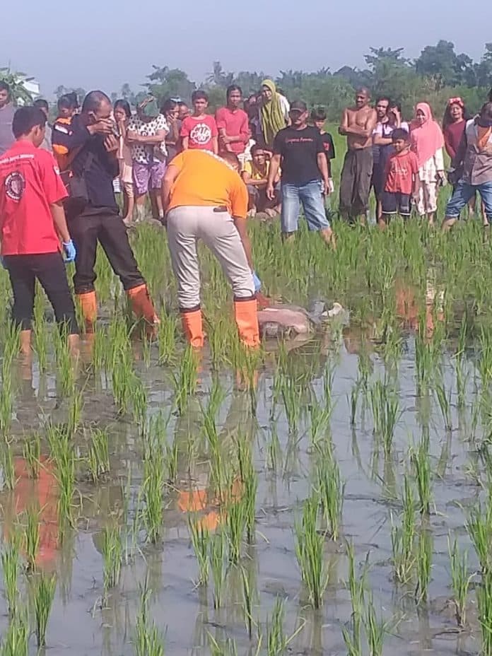 warga_pantai_labu_digegerkan_dengan_penemuan_mayat_mr_x