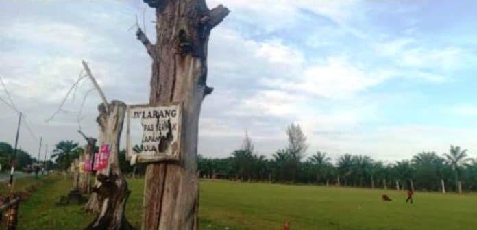 warga_sayangkan_penebangan_puluhan_pohon_cemara_di_lapangan_kebun_paya_pinang_group