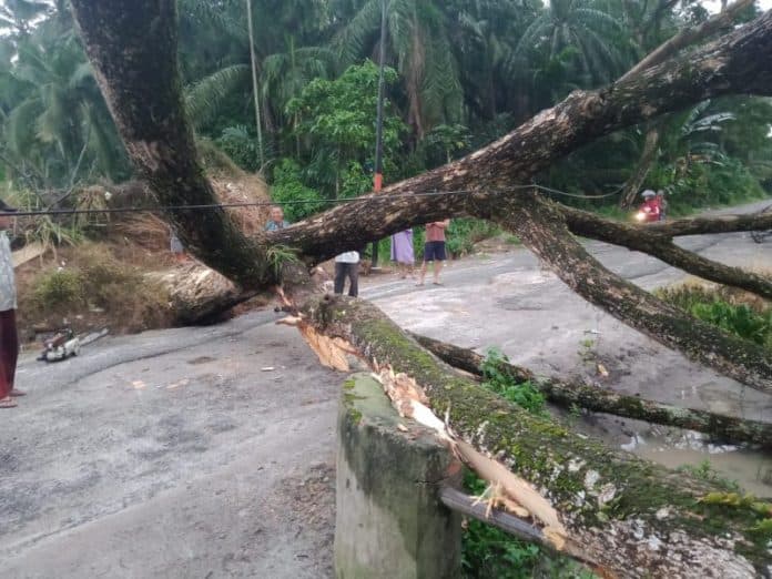 warga_simpang_empat_asahan_minta_pohon_rawan_tumbang_ditebang