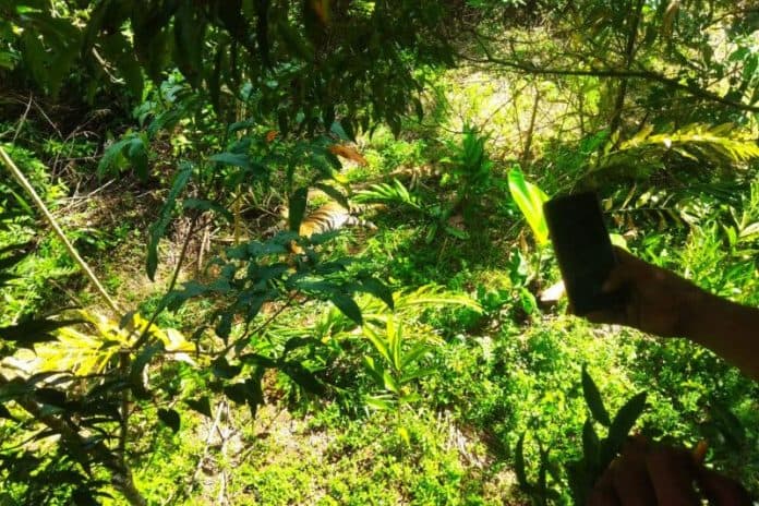 warga_temukan_harimau_sumatera_terperangkap_di_jorong_tikalak_pasaman