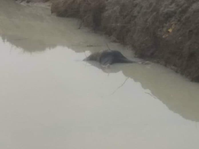 warga_temukan_mayat_pria_terapung_di_parit_pembatas_kebun_deli_serdang