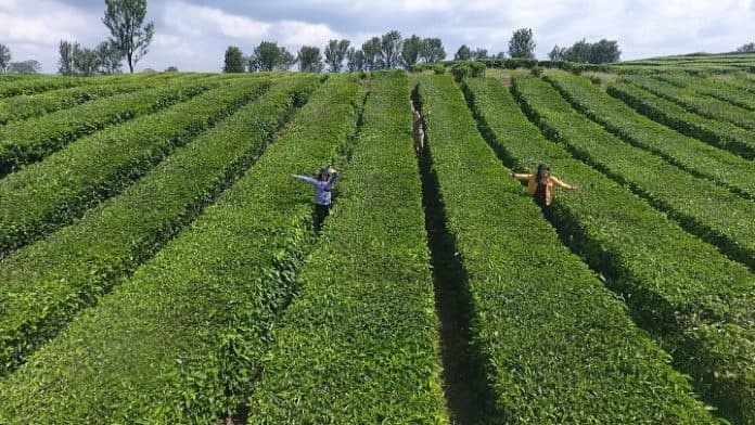 warganet_sesalkan_pungli_di_kawasan_wisata_kebun_teh_sidamanik_dua_hal_ini_penyebabnya