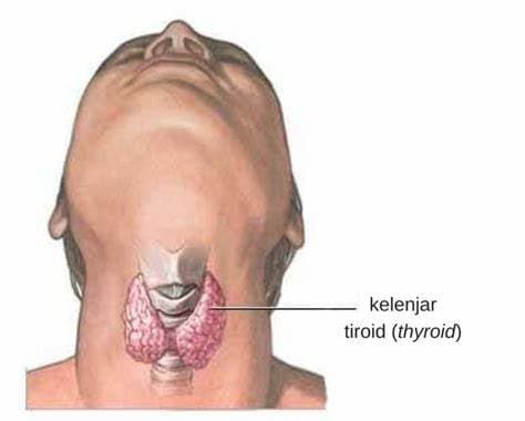 waspada_kelainan_tiroid_bisa_sebabkan_kematian