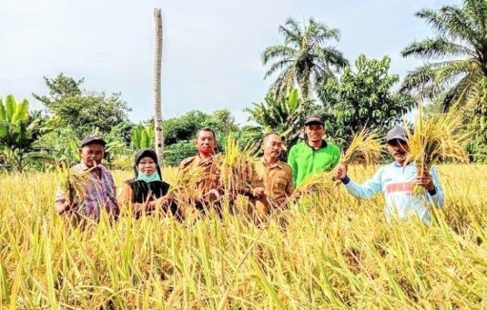 waw_kejutan_pertanian_padi_dari_batu_bara_pupuk_organik_hasilkan_85_tonhektar
