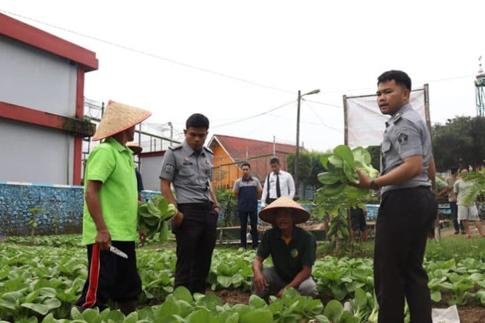 wbp_lapas_narkotika_pematangsiantar_panen_pakcoy_program_bina_mandiri