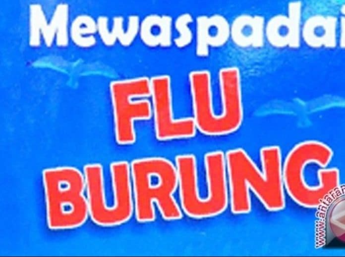 who_benarkan_ada_manusia_meninggal_akibat_flu_burung