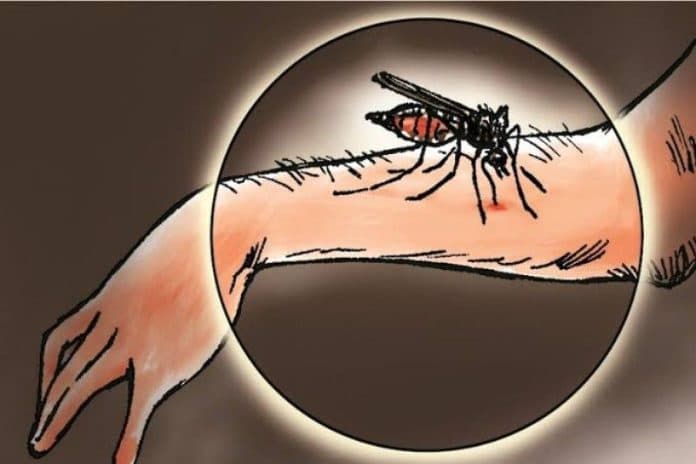 who_kasus_malaria_global_meningkat_lebih_lambat_pada_2021