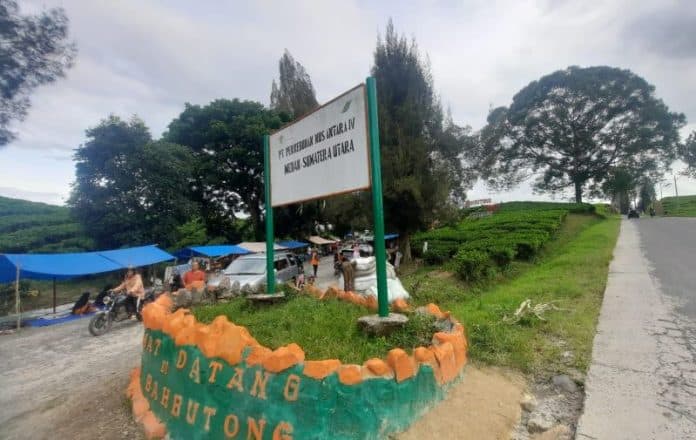 wisata_kebun_teh_sidamanik_tetap_hijau_ptpn_iv_tegaskan_tak_ada_konversi