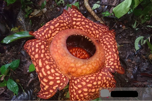 wow_bunga_rafflesia_mekar_sempurna_di_solok_usai_lebaran_2023