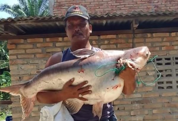 wow_warga_tebing_tinggi_dapat_seekor_ikan_patin_berbobot_18_kilogram_di_sungai_padang