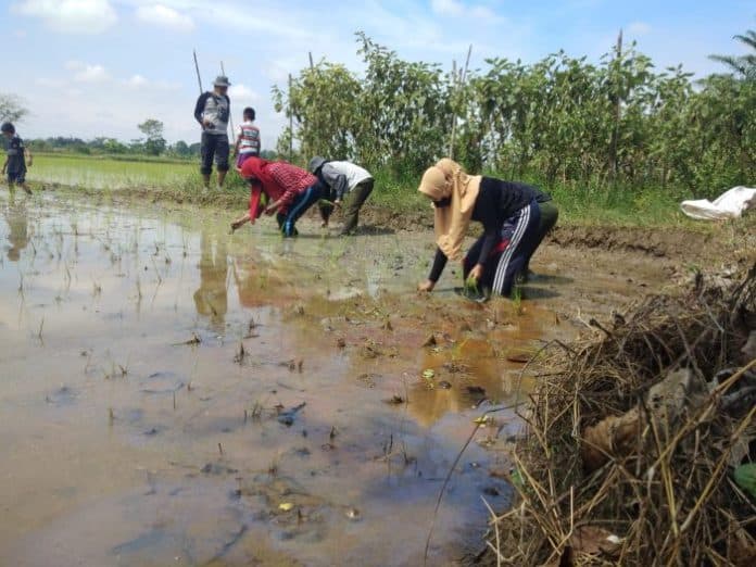 yafsi_dorong_pemuda_deli_serdang_jadi_petani_berkarakter