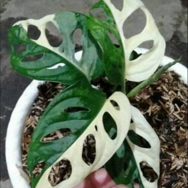 yuk_berkenalan_dengan_si_janda_bolong_yang_tarifnya_bisa_nguras_kantong_suami