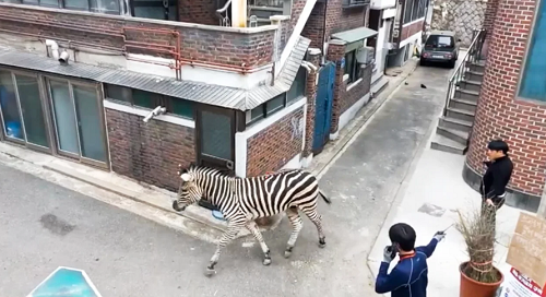zebra_yang_berkeliaran_membuat_penjaga_kebun_binatang_kebingungan_di_seoul