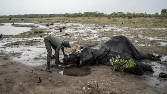 zimbabwe_rencanakan_pemusnahan_200_gajah_di_tengah_krisis_pangan