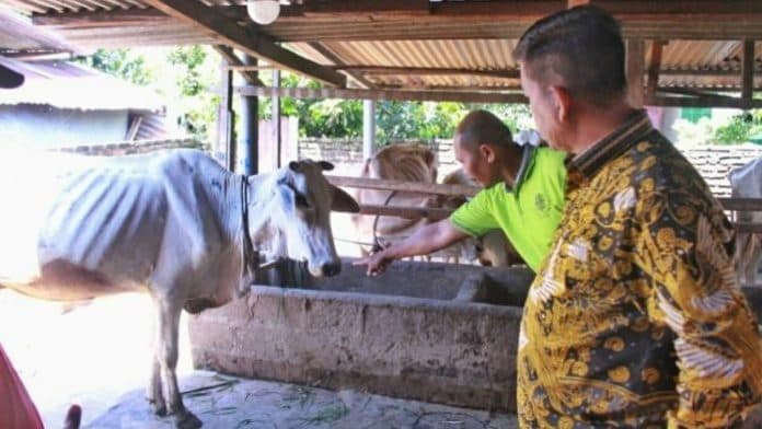 dampak_virus_pmk_harga_jual_lembu_di_simalungun_merosot