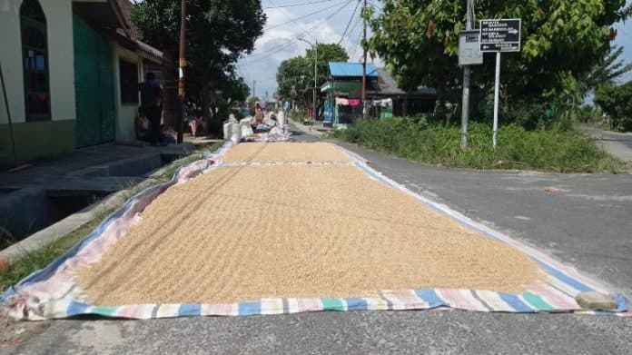 harga_gabah_naik_pekan_depan_begini_respon_pemko_siantar_dan_perum_bulog