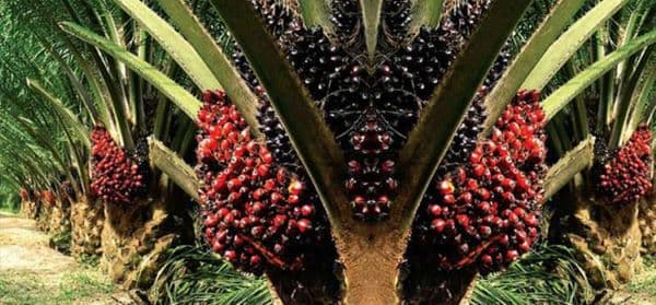 harga_tbs_sawit_di_sumut_merosot_cpo_jadi_imbasnya