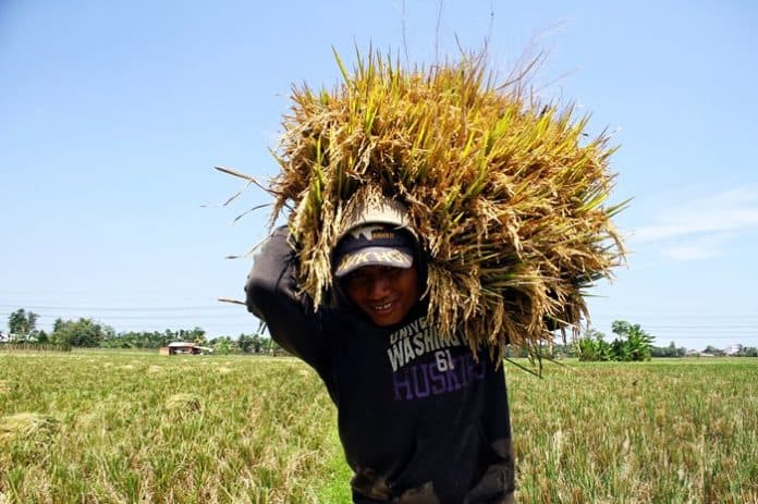 menteri_zulhas_sebut_bulog_serap_gabah_petani_hpp_rp6500_per_kg_mulai_15_januari