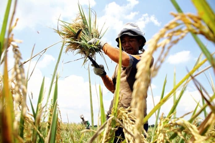 pemerintah_naikkan_harga_gabah_di_tingkat_petani