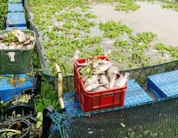 ribuan_ikan_nila_petani_di_lima_puluh_ditemukan_mati_di_keramba