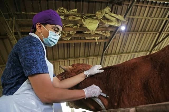 tingkatkan_mutu_makanan_bergizi_gratis_peran_dokter_hewan_sangat_penting